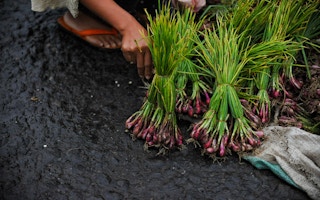 spring onion harvest