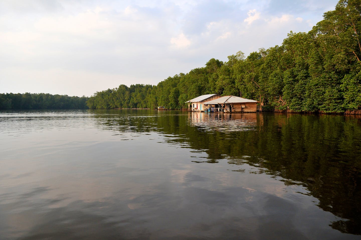 west kalimantan mangroves