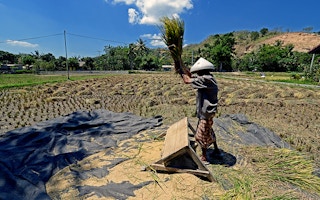Lombok farmer