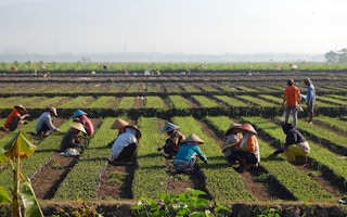 farming in java indonesia 