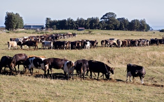 Cows grazing in a field in New Zealand