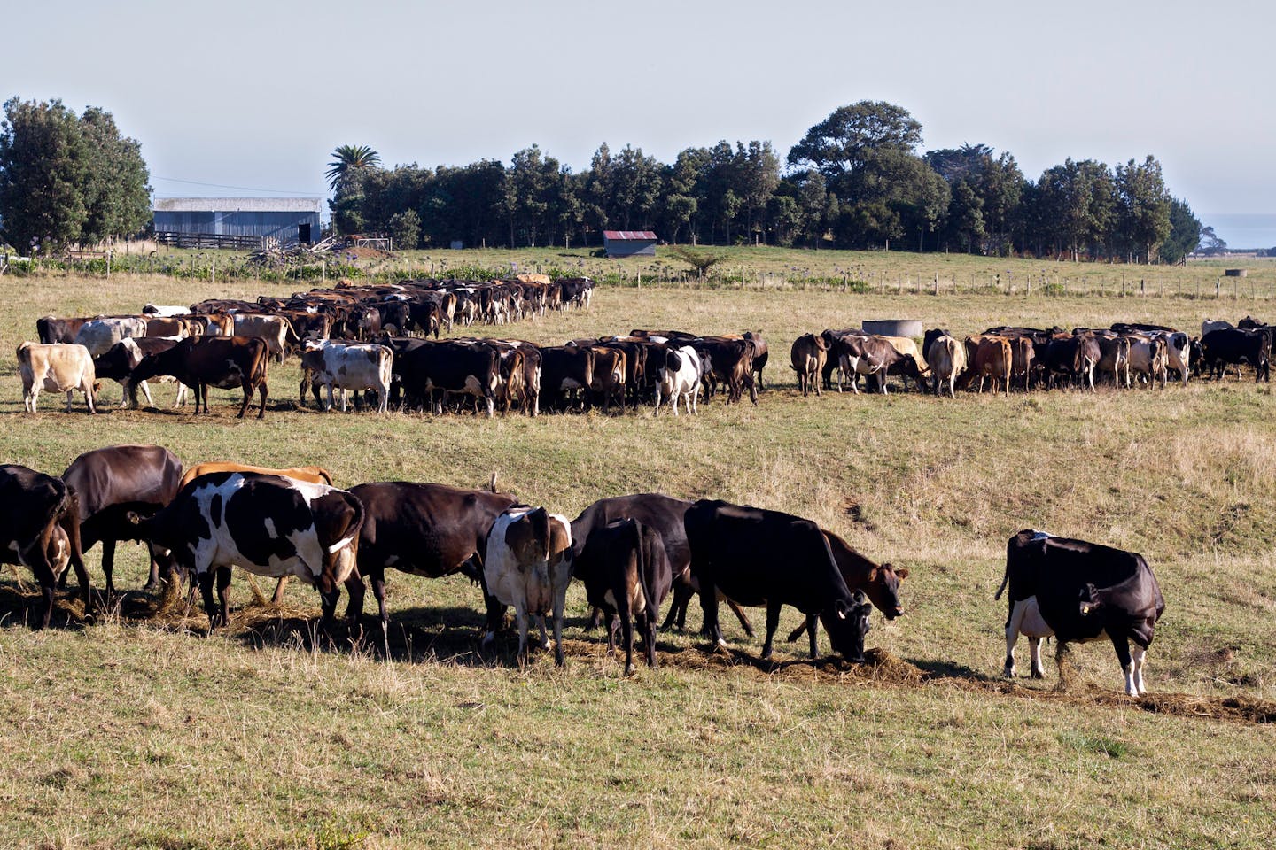 Cows grazing in a field in New Zealand