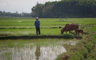 A farmer and his cows in the field in Vietnam.