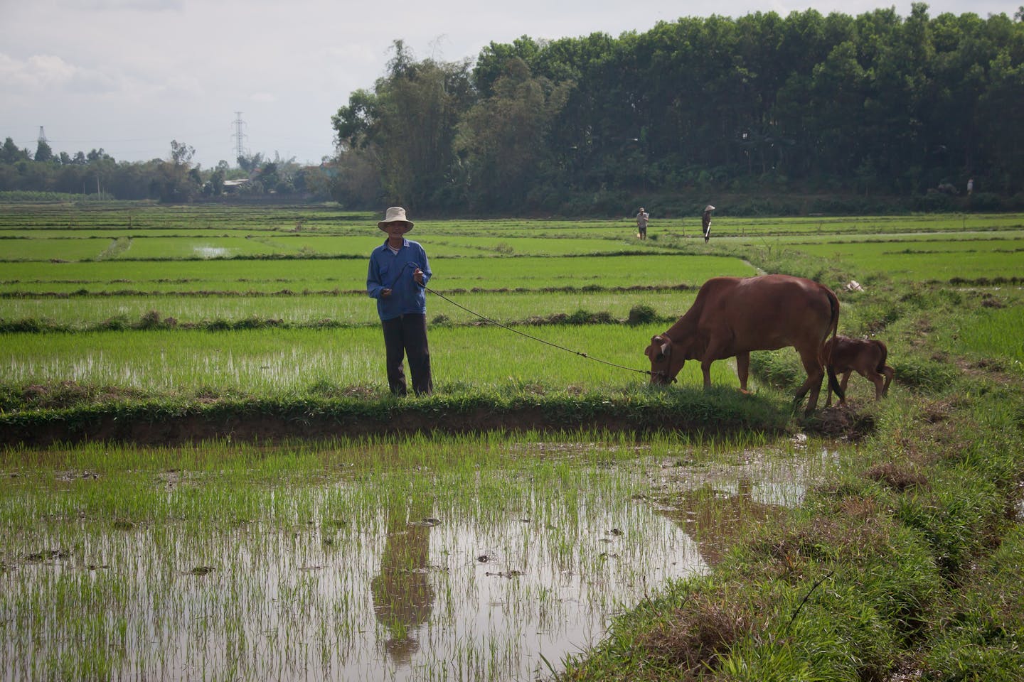 A farmer and his cows in the field in Vietnam.