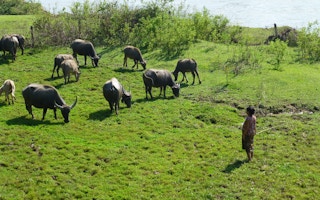 A woman in Southern Laos tends to her water buffaloes