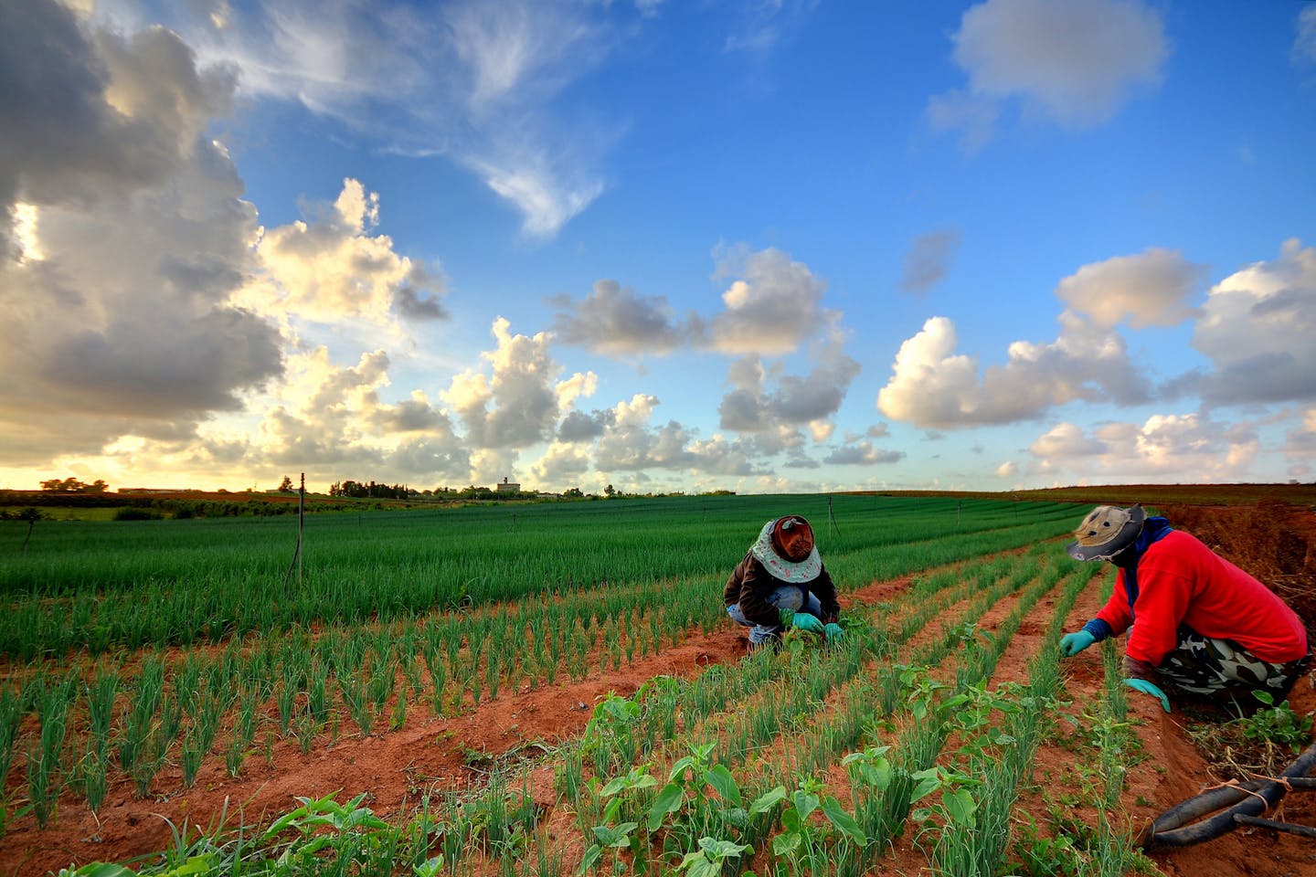 Thai workers weeding a field of chives.