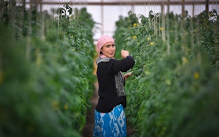 woman greenhouse uzbekistan