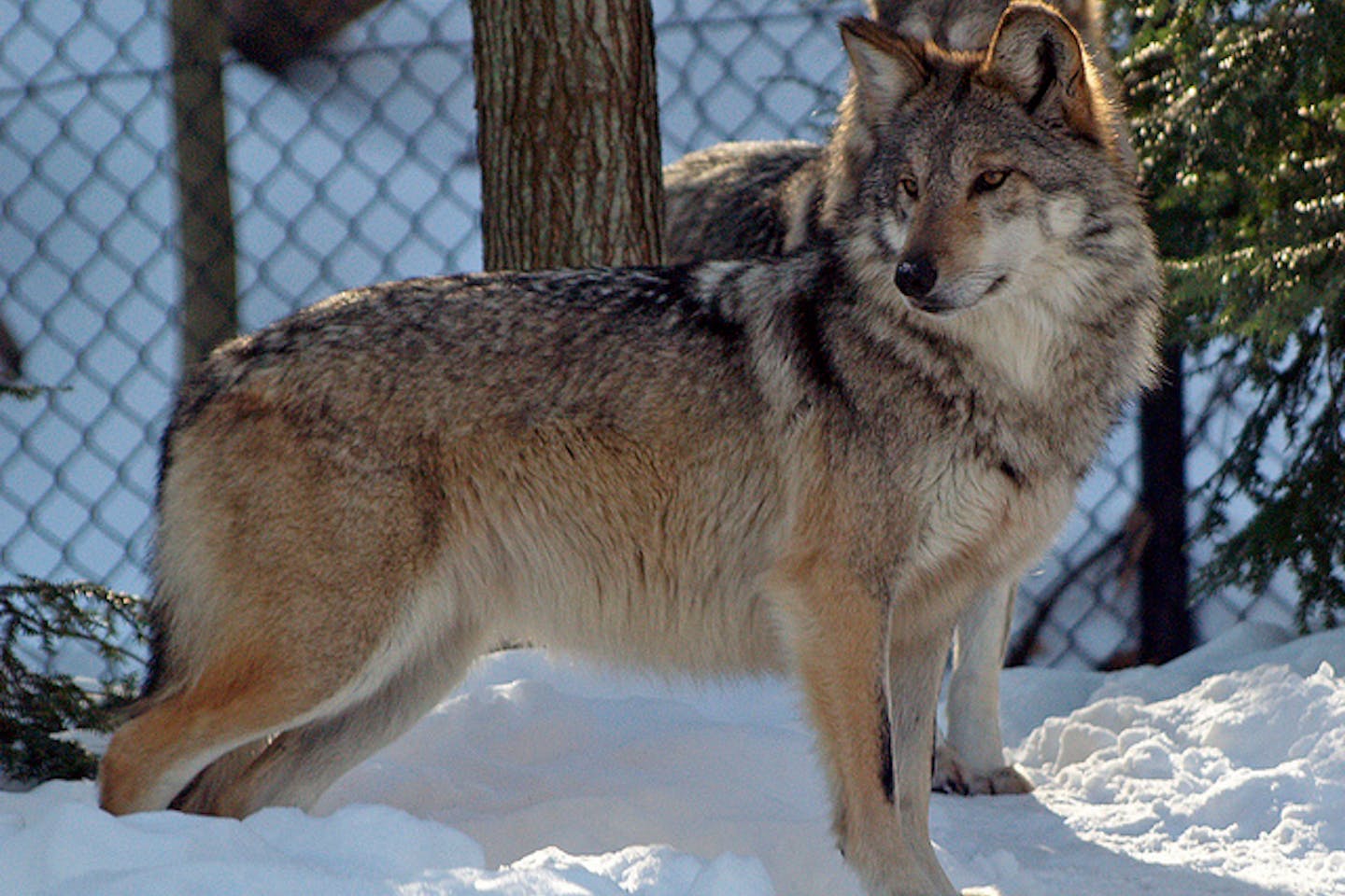 Mexican wolf