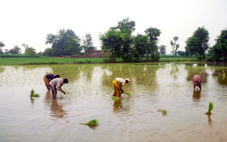 Farmers in Pakistan working in the rice fields