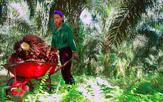 child labour in palm oil 