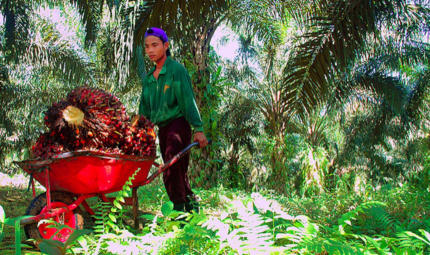Scoring palm oil buyers on their sustainability commitments News