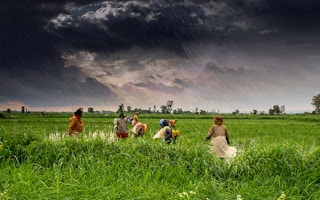 Farming under the monsoon rains in India