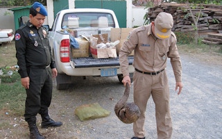 A wildlife team rescues a pangolin