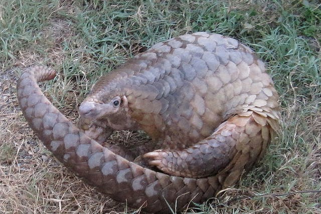 pangolins rescue