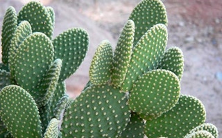 Bunny ears cactus