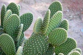 Bunny ears cactus