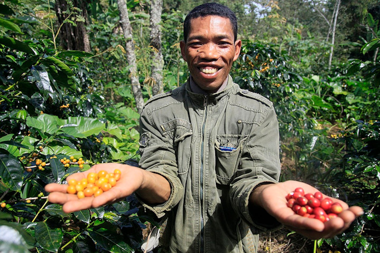 Robusta coffee