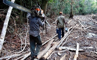 Chainsaw illegal logging