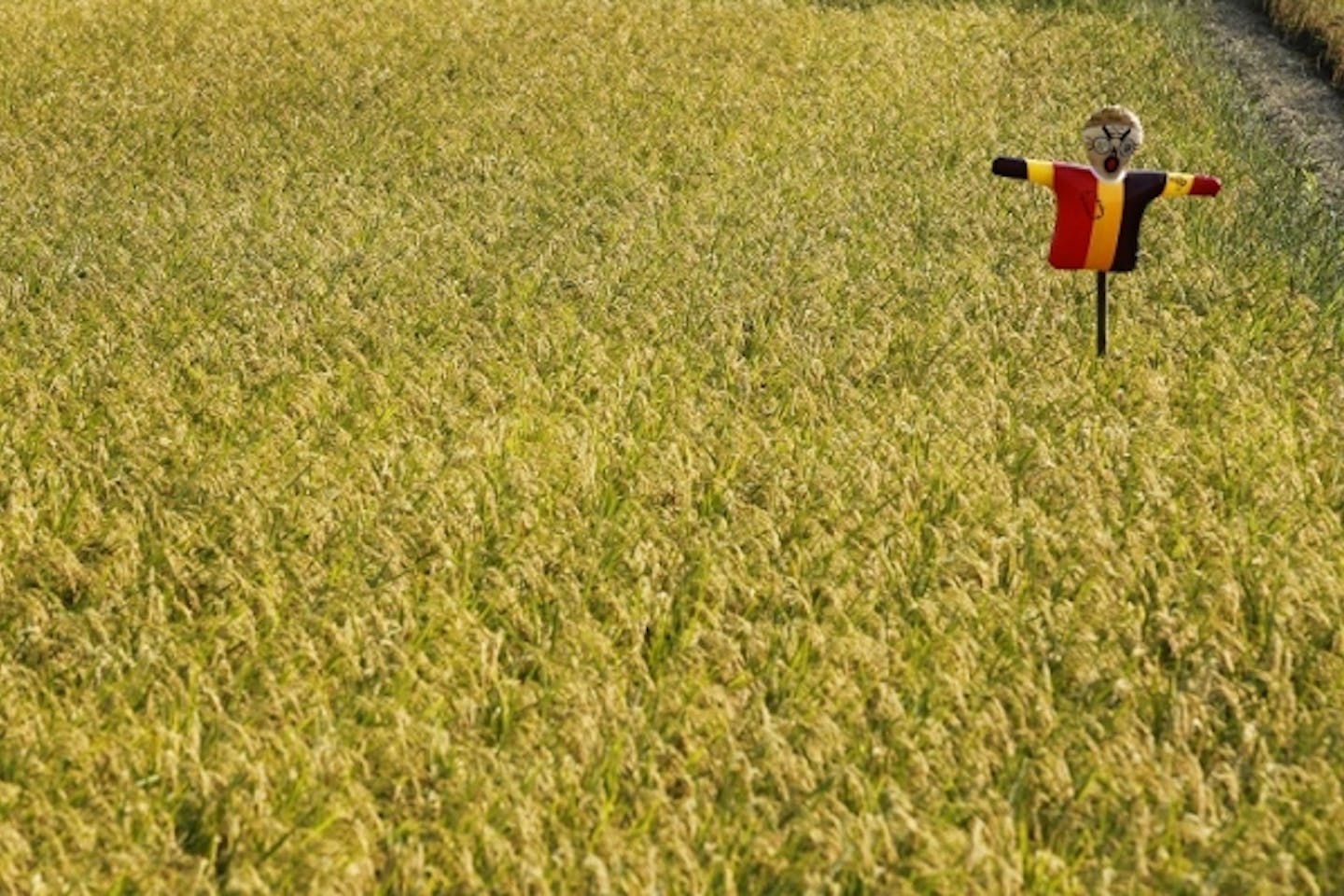 fukushima rice