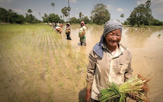 women in the rice field