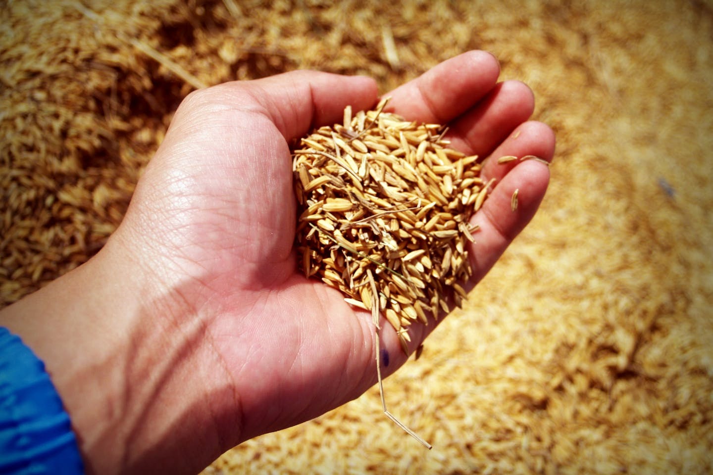 rice-on-hand