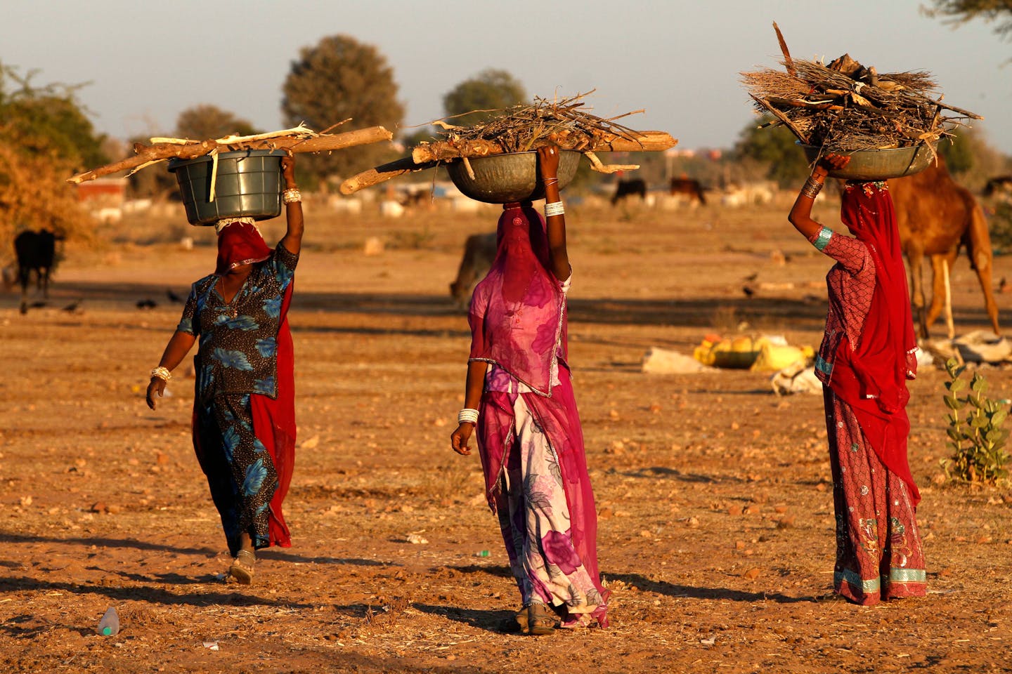 Indian women carrying firewood