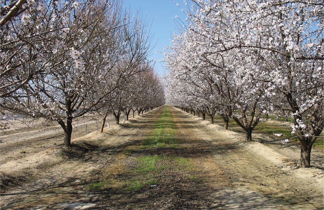 kern county almonds