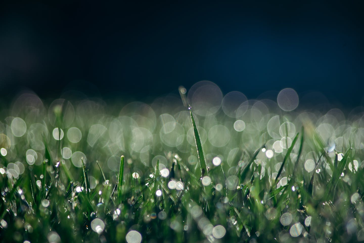 morning dew