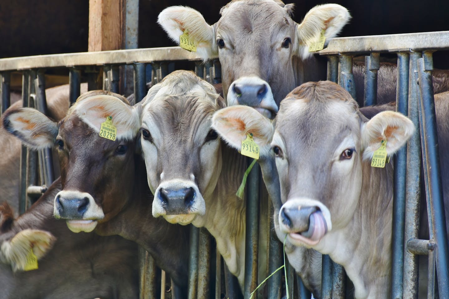 cattle farms