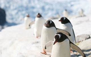 antarctica penguins