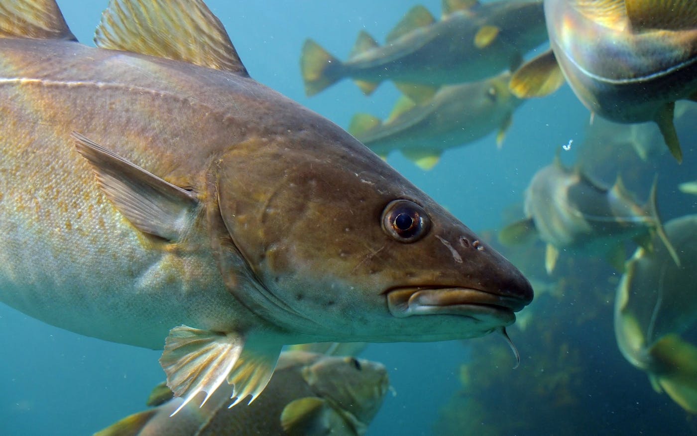 Climate change triggers threats to marine ecosystems | News | Eco