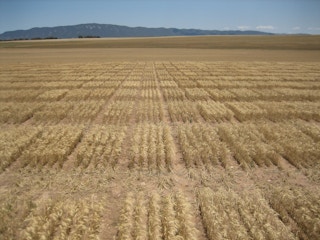 An Australian wheat field, by James Edwards/Wheat Initiative, CC BY-SA 2.0