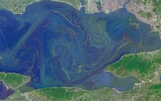 plankton in sea of marmara