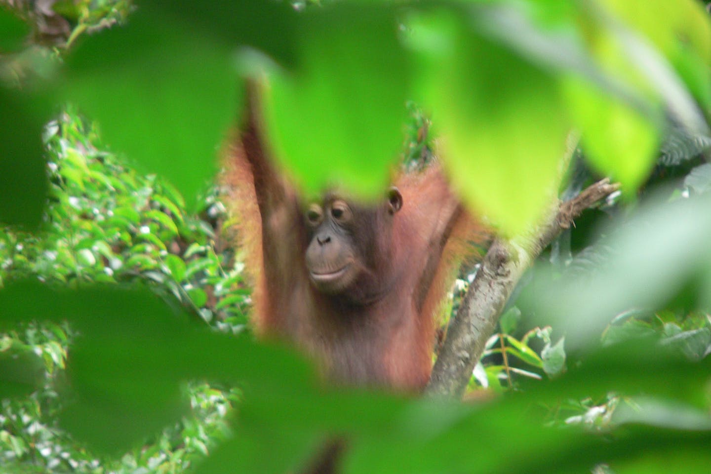 Borneo orangutans