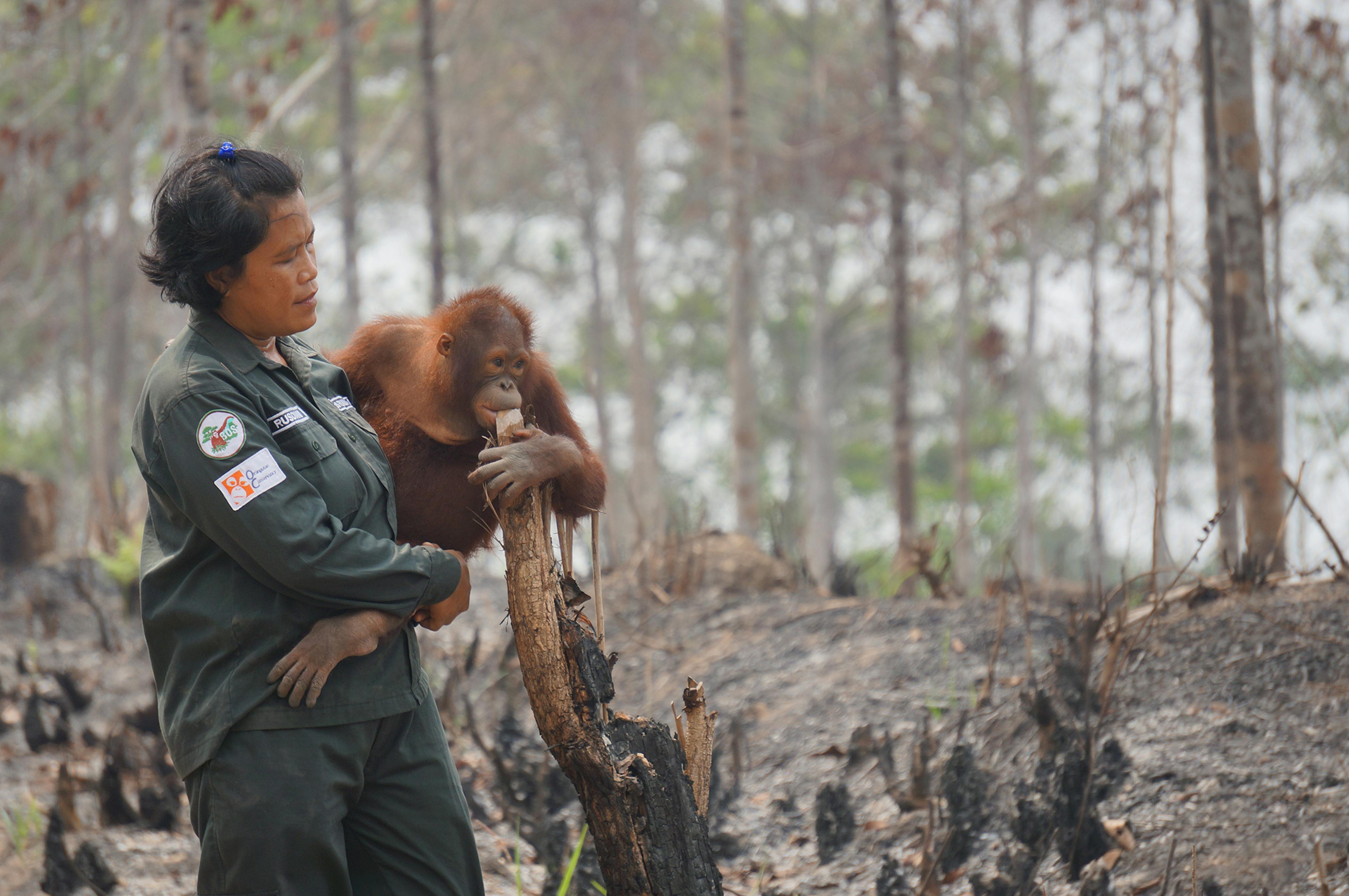 orangutan homes burnt