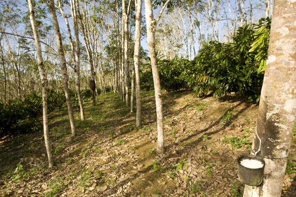 Natural rubber plantations