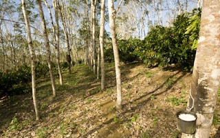 Natural rubber plantations