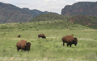 buffalo in chihuahua