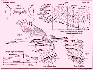 biomimicry diagram