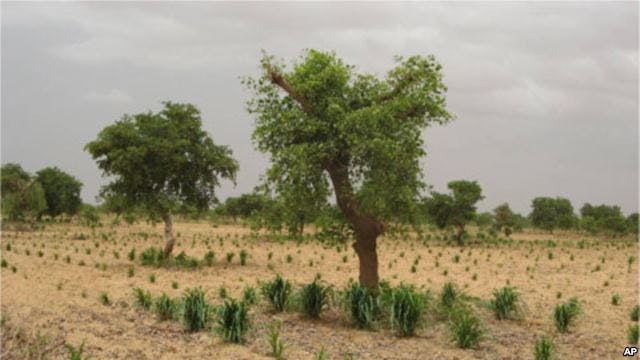 african re-greening