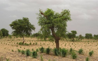 african re-greening