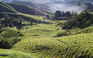 tea deforestation in malaysia
