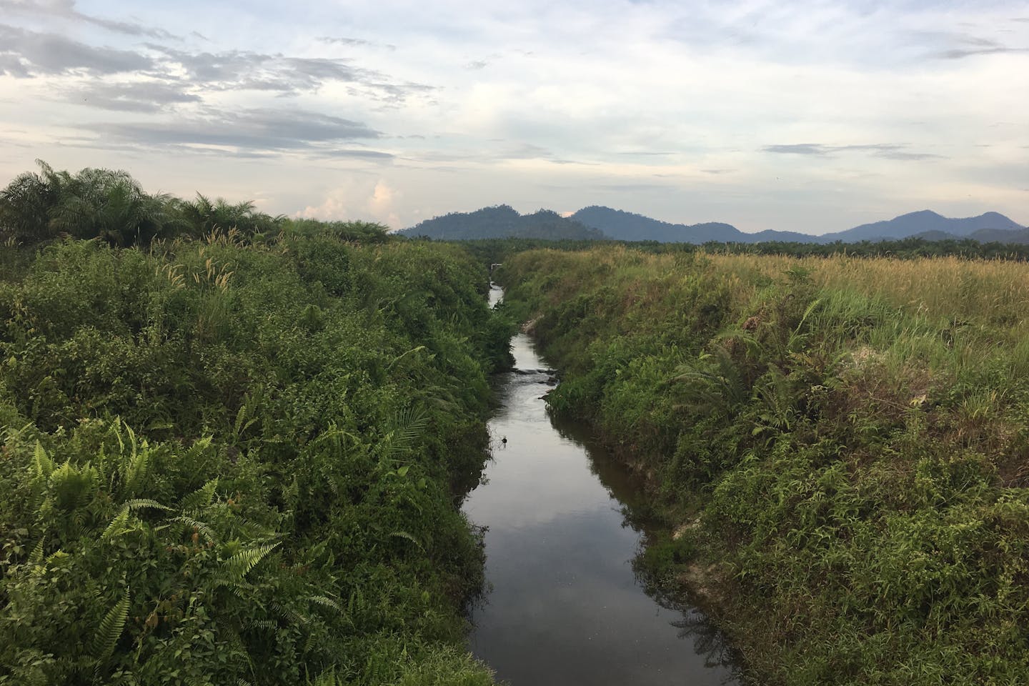 A waterway runs through a palm oil estate owned by Golden Agri Resources. Water is critical to restoring peat forests burned in the fires of 2015