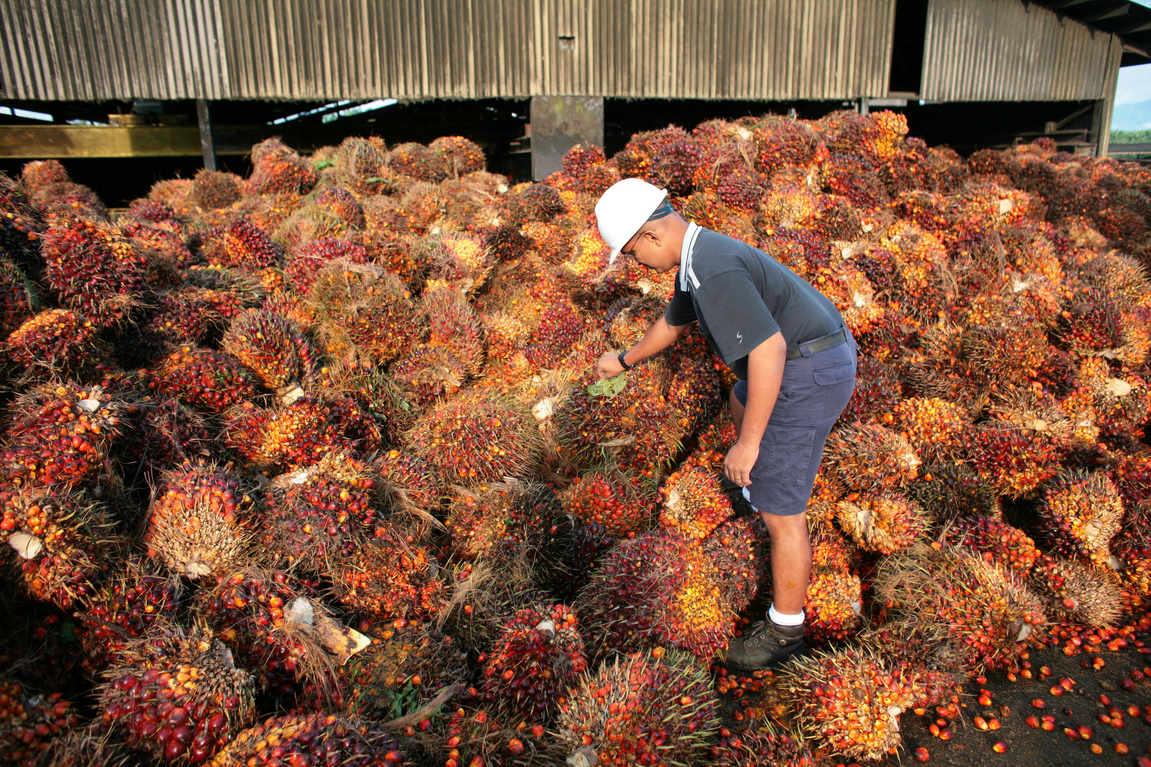 Cargill smallholder programme