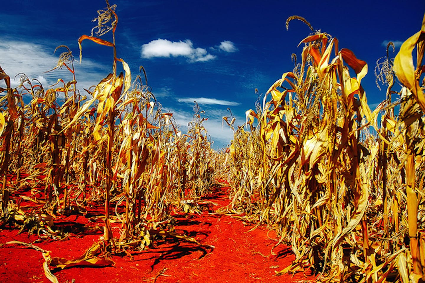 heatwave agri impact