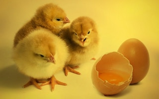 chicks and eggs