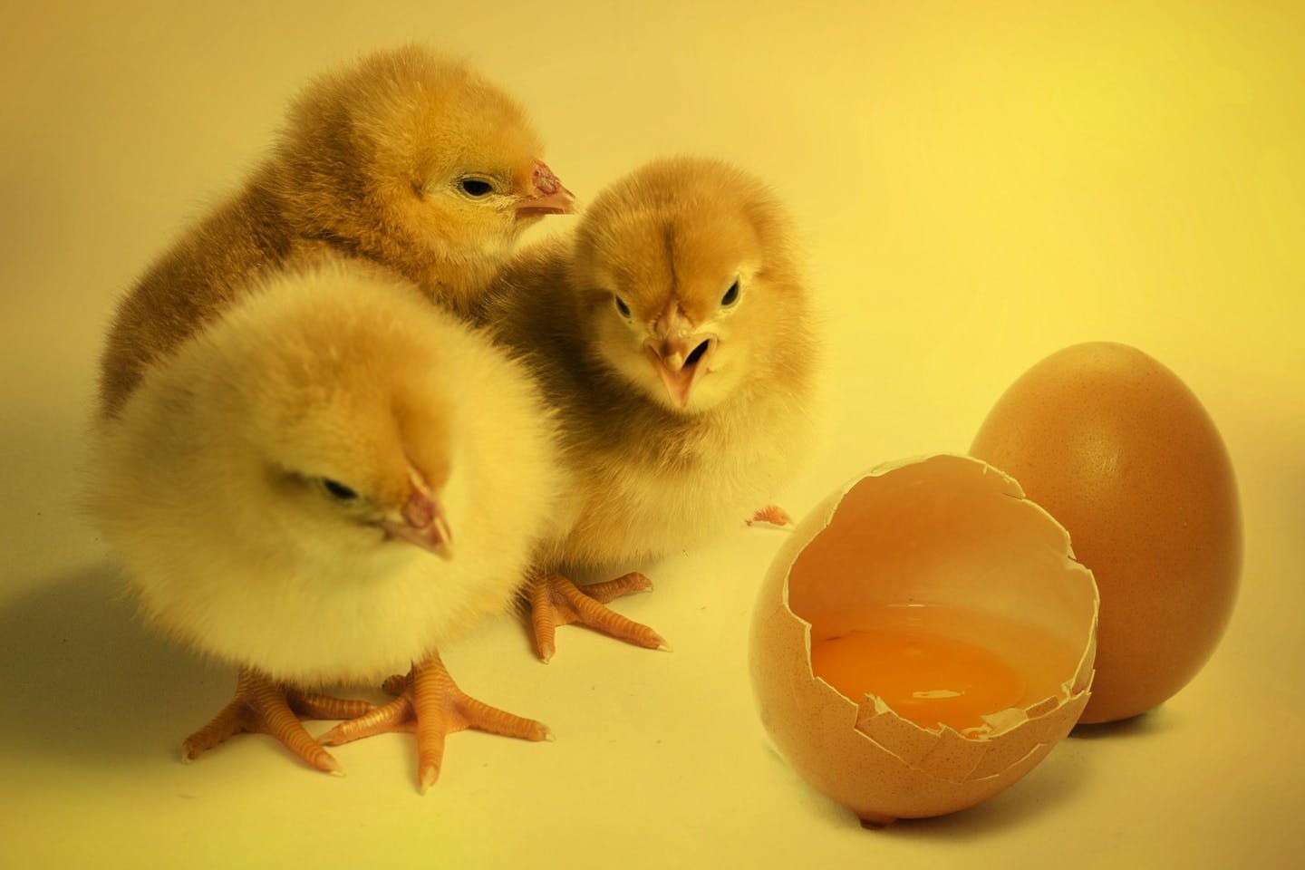 chicks and eggs