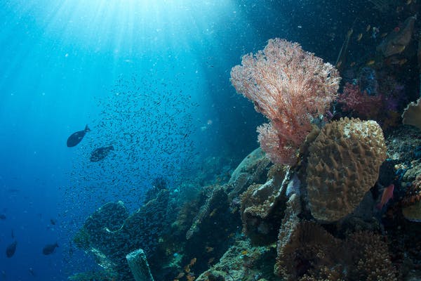Indonesia's marine biodiversity