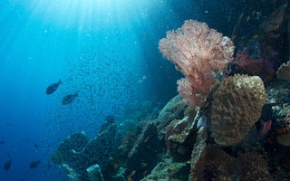 Indonesia's marine biodiversity