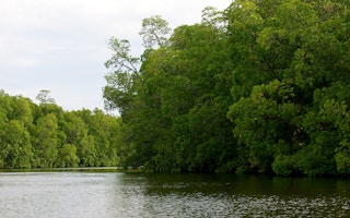 cifor mangroves papua